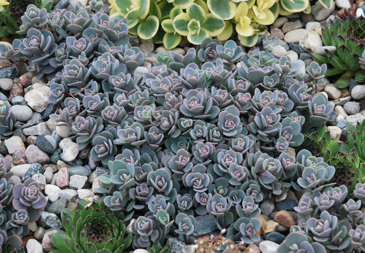 Blue Elf Sedum