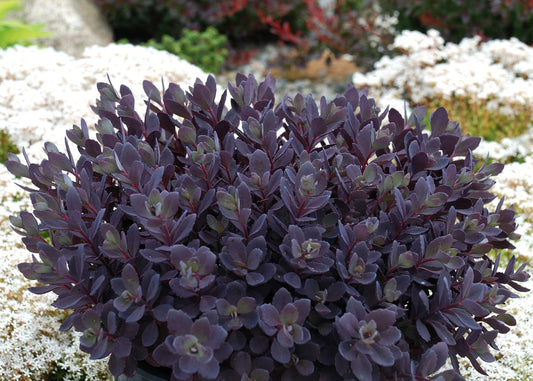 Plum Dazzled Sedum