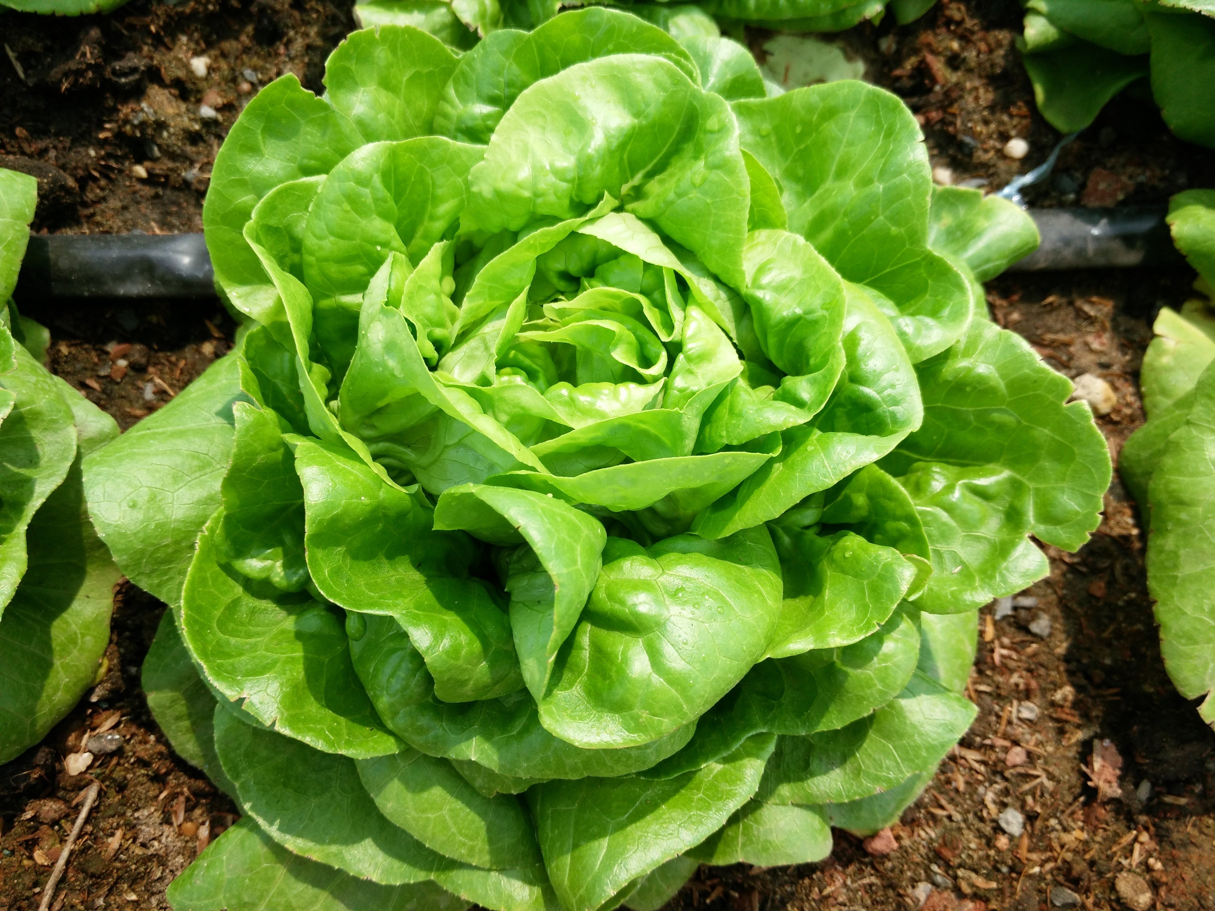 Butterhead Salanova Butterhead Lettuce – HC Gardens