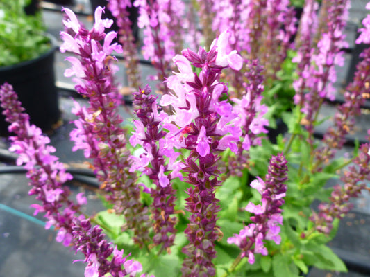 Lyrical Rose Hybrid Sage