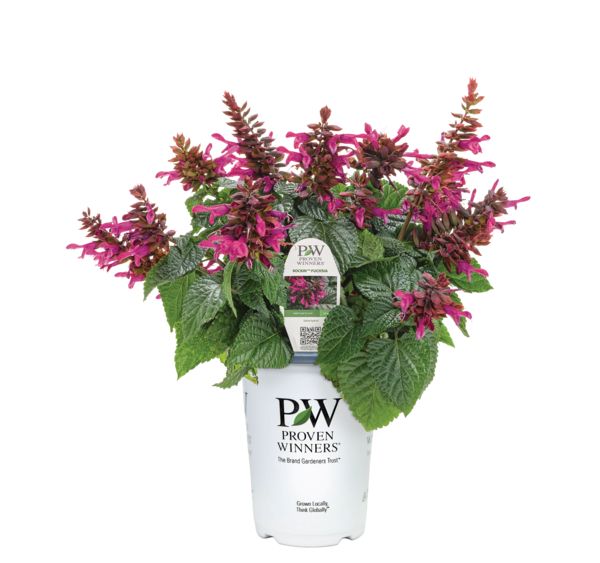 Rockin Fuchsia Salvia