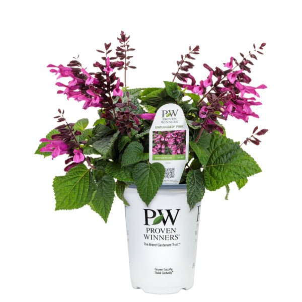 Unplugged Pink Salvia