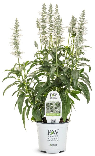 Unplugged White Salvia