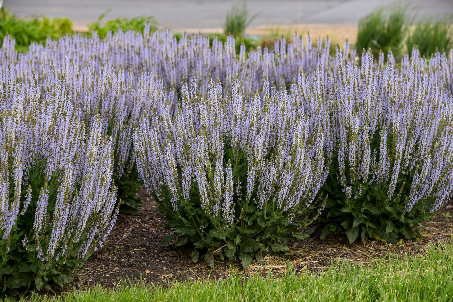 Perfect Profusion Salvia