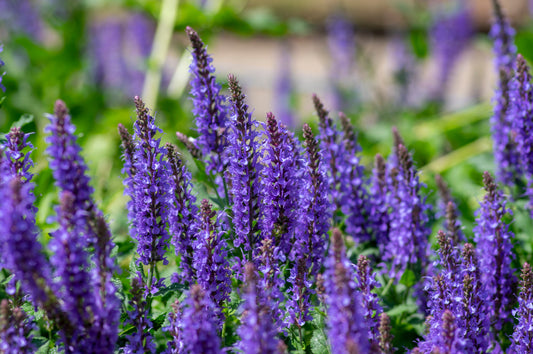 Deep Blue Compact Salvia