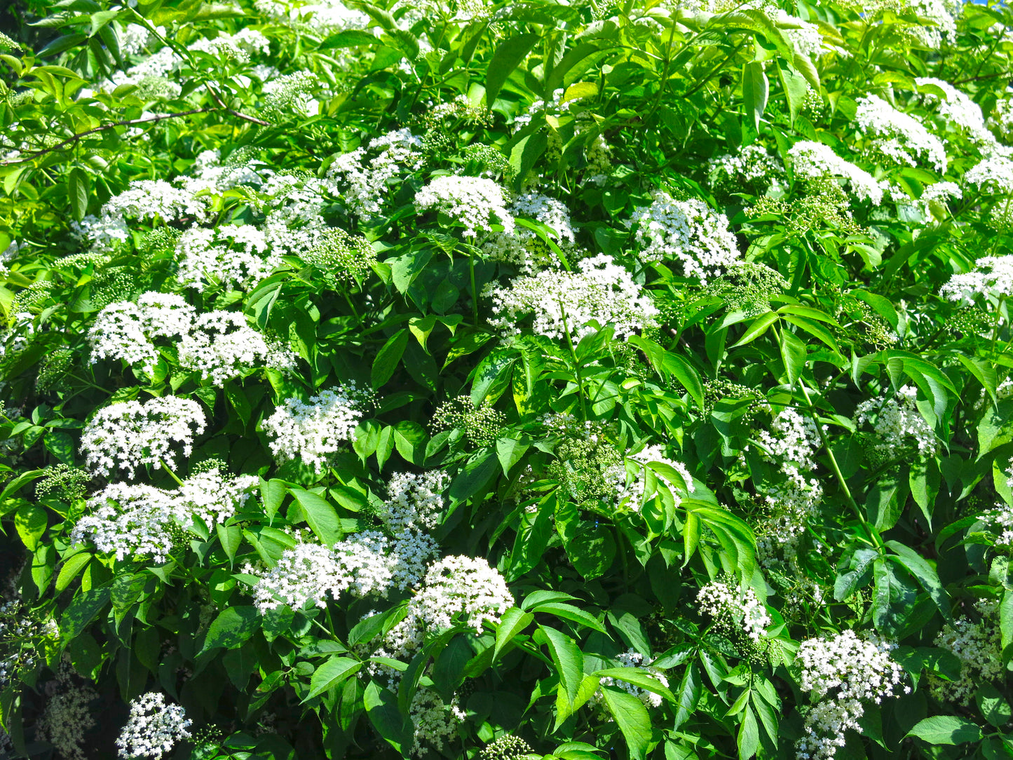 Elderberry