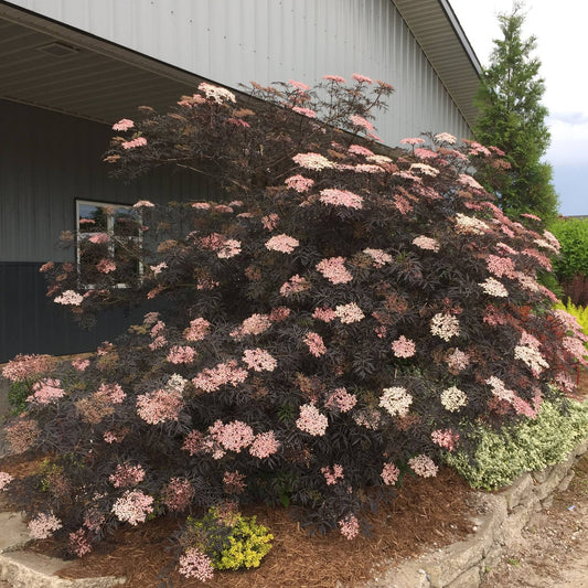 Sambucus nigra Black Lace