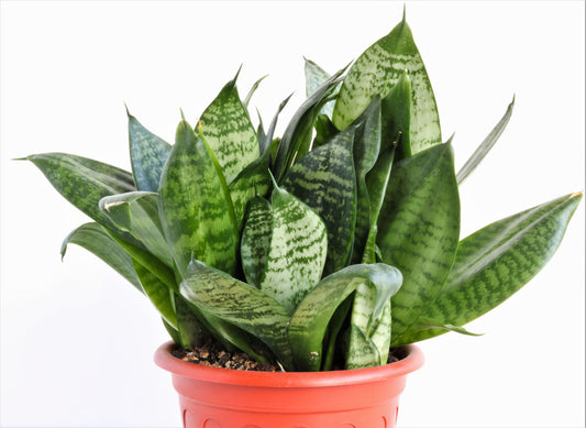 Bird’s Nest Snake Plant