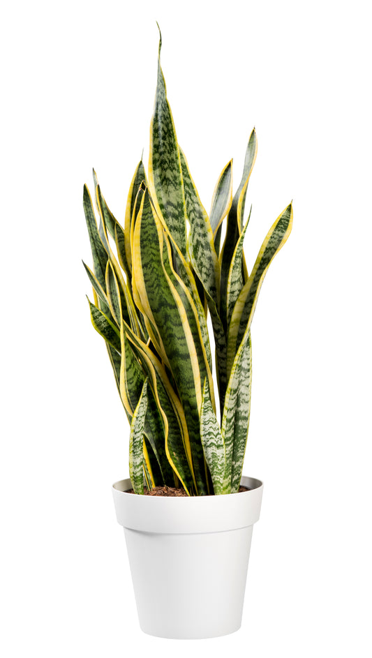 Laurentii Snake Plant