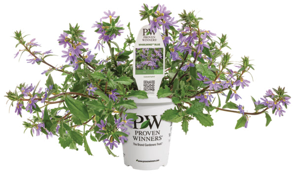 Whirlwind Blue Scaevola