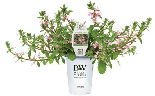 Whirlwind Pink Scaevola