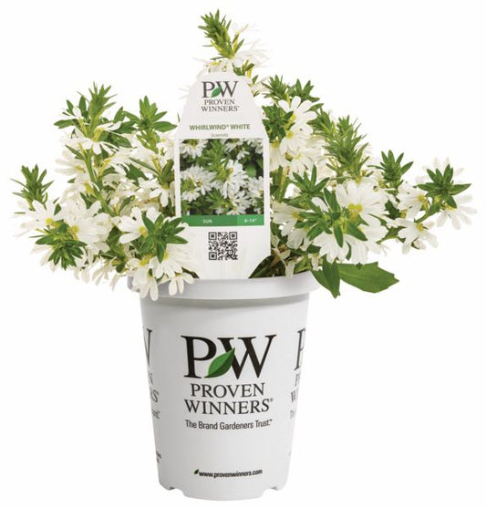 Whirlwind White Scaevola