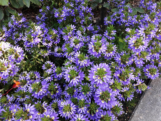 Blue Scaevola