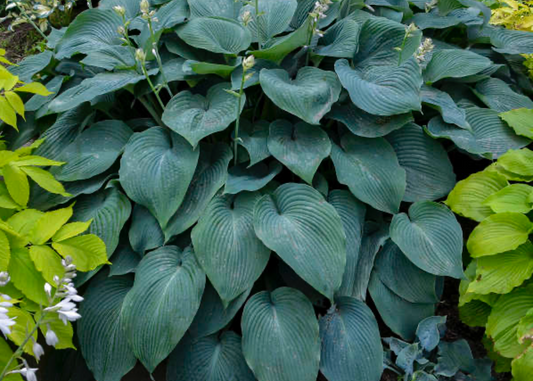 Blue Angel Hosta