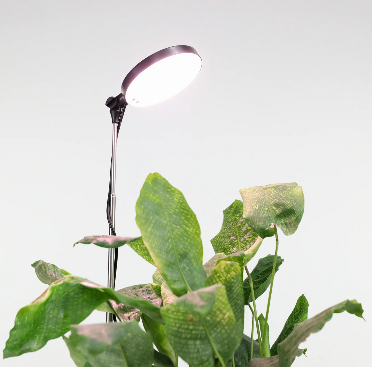 LED Light White