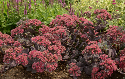 Dazzleberry Sedum