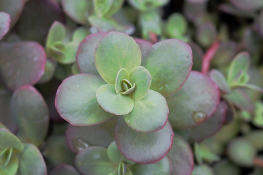 Cherry Tart Sedum