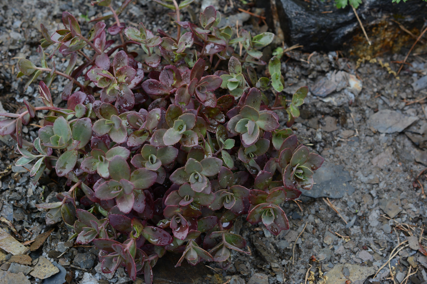 Firecracker Sedum