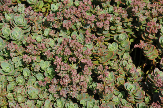 Lime Zinger Sedum