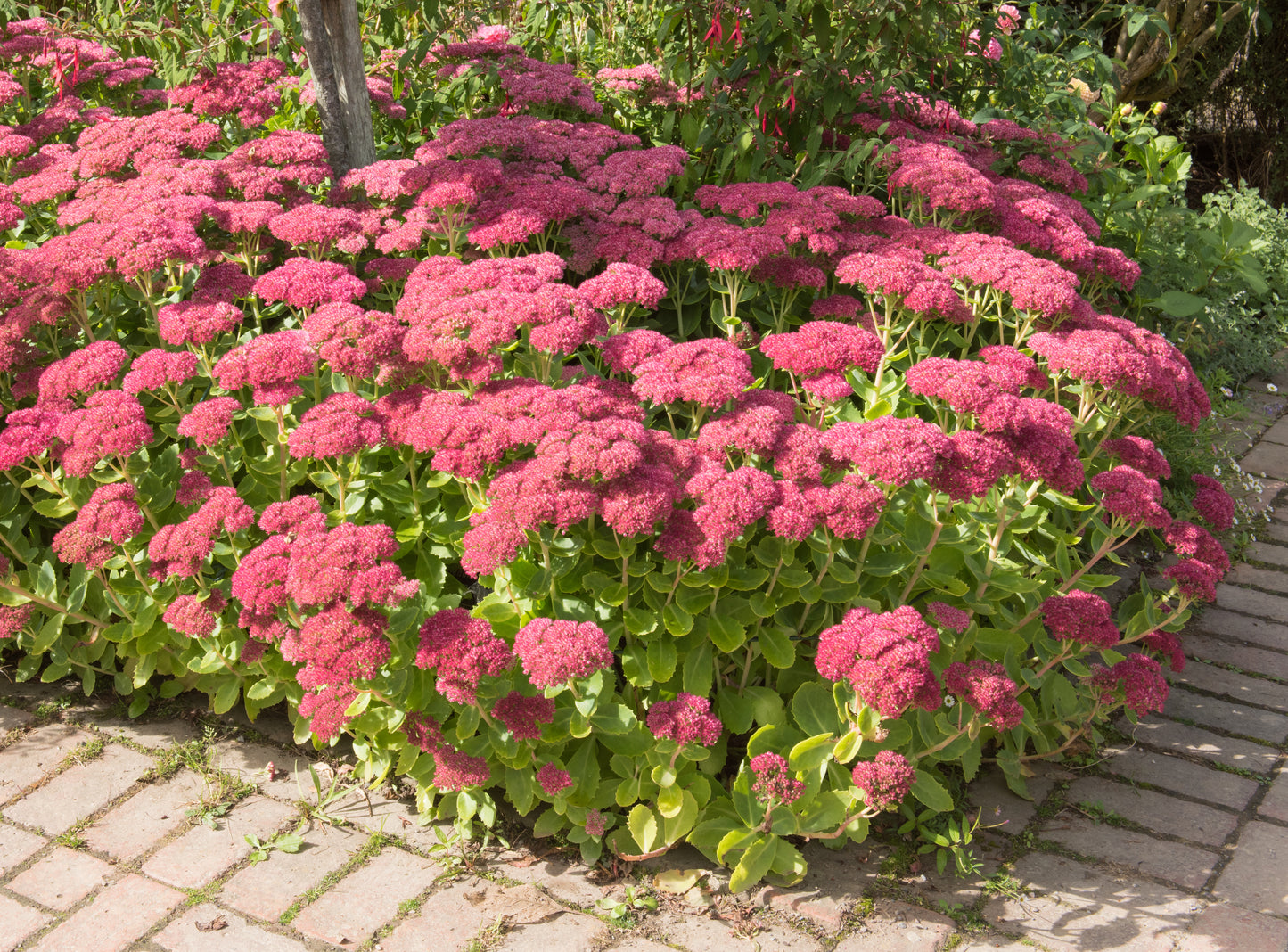 Autumn Joy Sedum