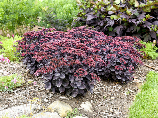 Sedum Midnight Velvet