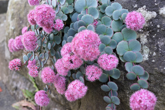 Siebold's Sedum