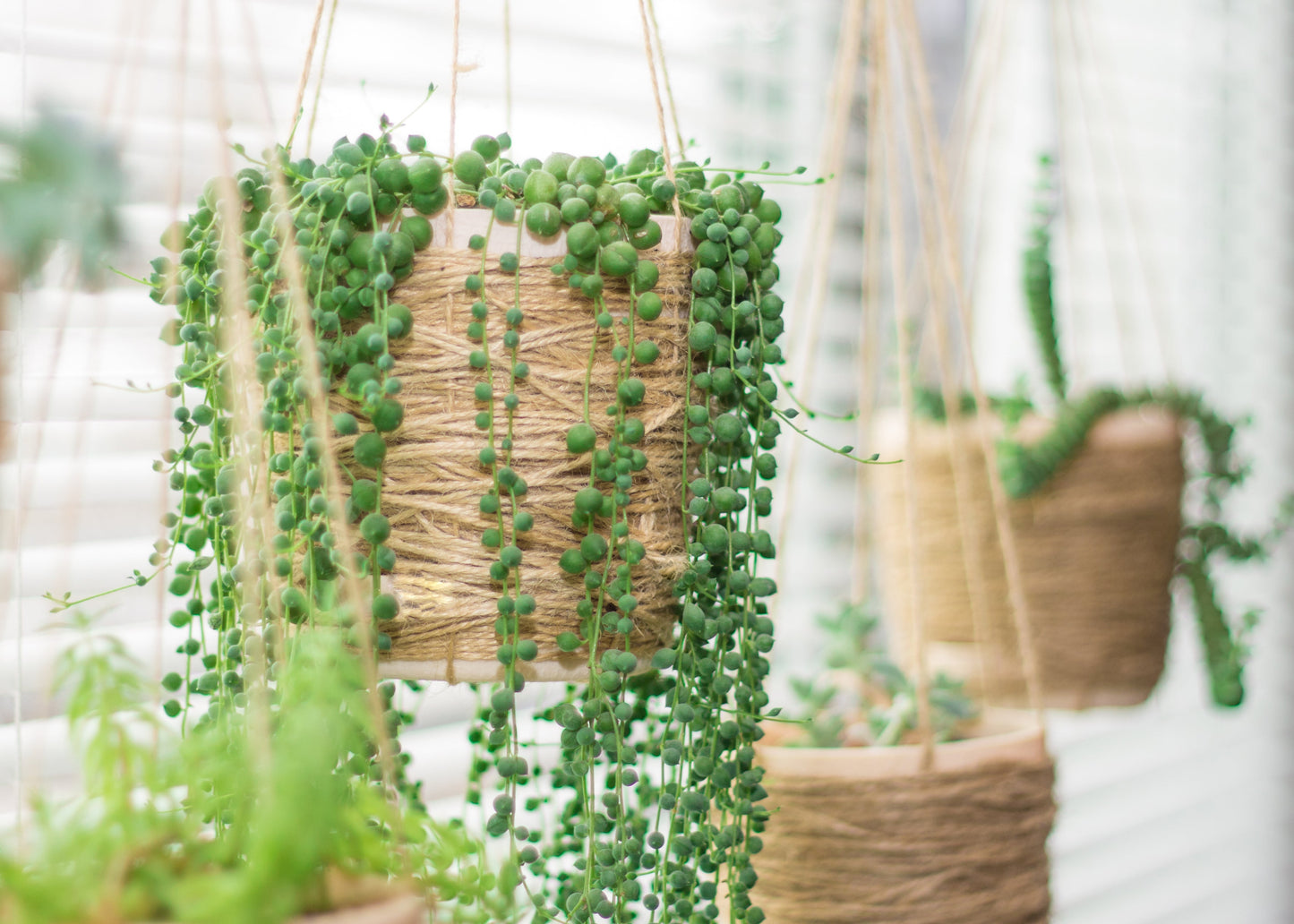 String of Pearls HB