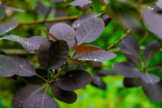 Royal Purple Smokebush