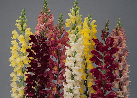 Rocket Mix Snapdragon