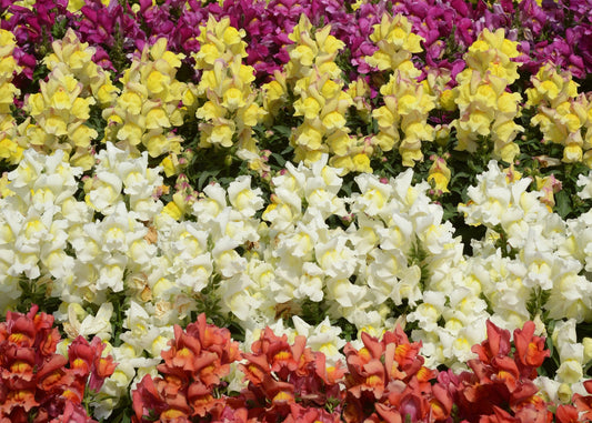 Snapshot Mix Snapdragon