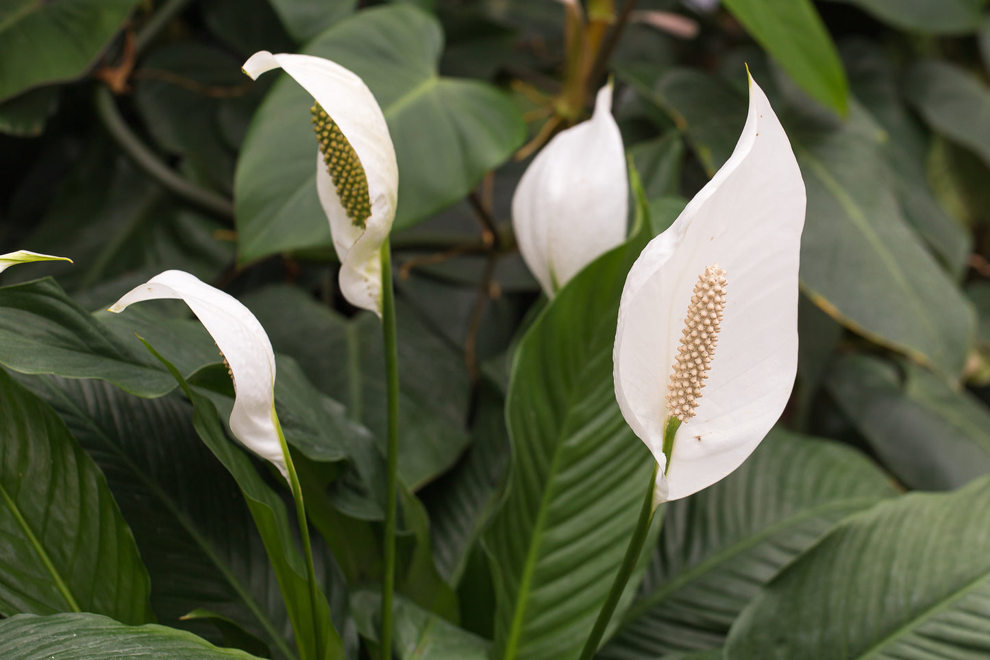 Peace Lily