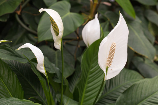 Peace Lily