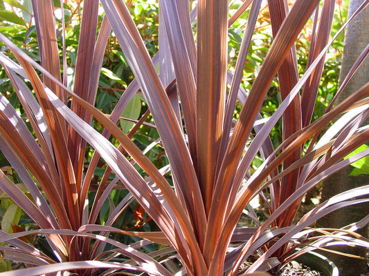 Red Star Cordyline