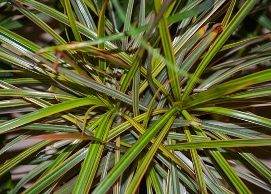 Spikes Dracaena