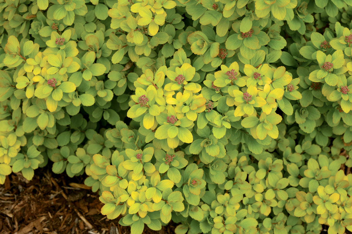 Spiraea betulifolia Glow Girl