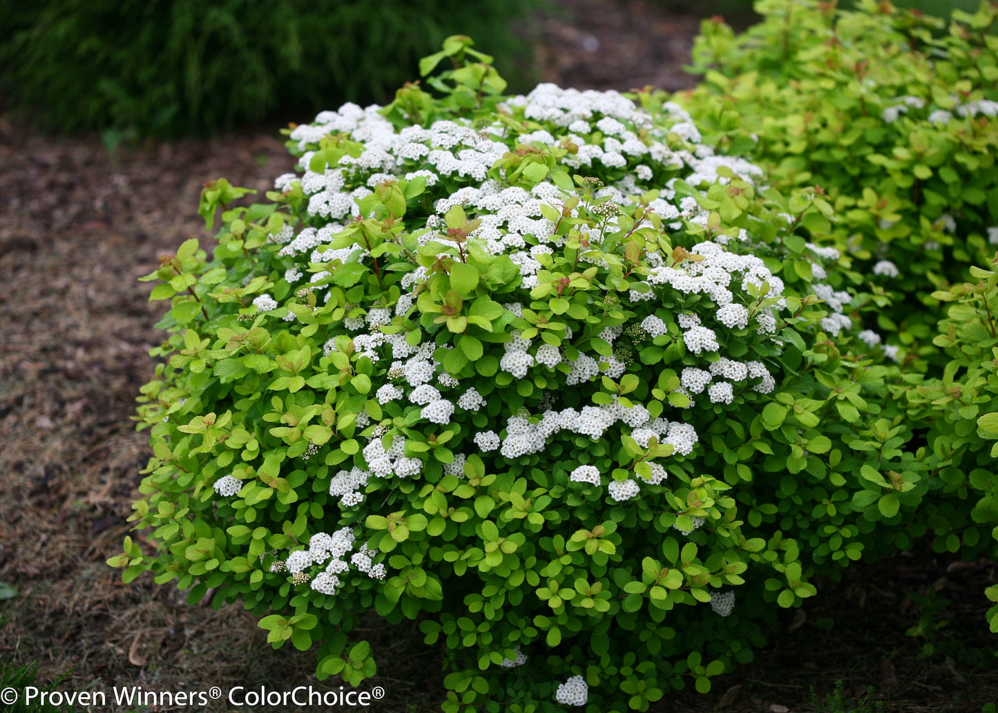 Spiraea betulifolia Glow Girl