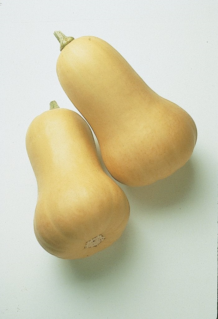 Eraly Buttenut Squash