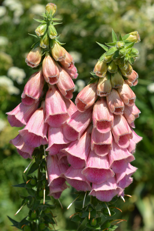 Strawberry Foxglove