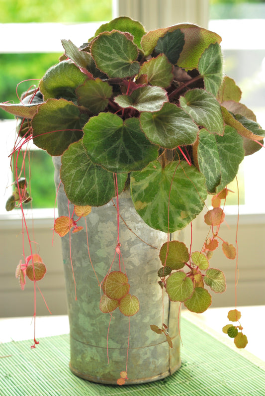 Strawberry Begonia