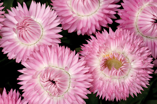 Cottage Pink Bractanthea