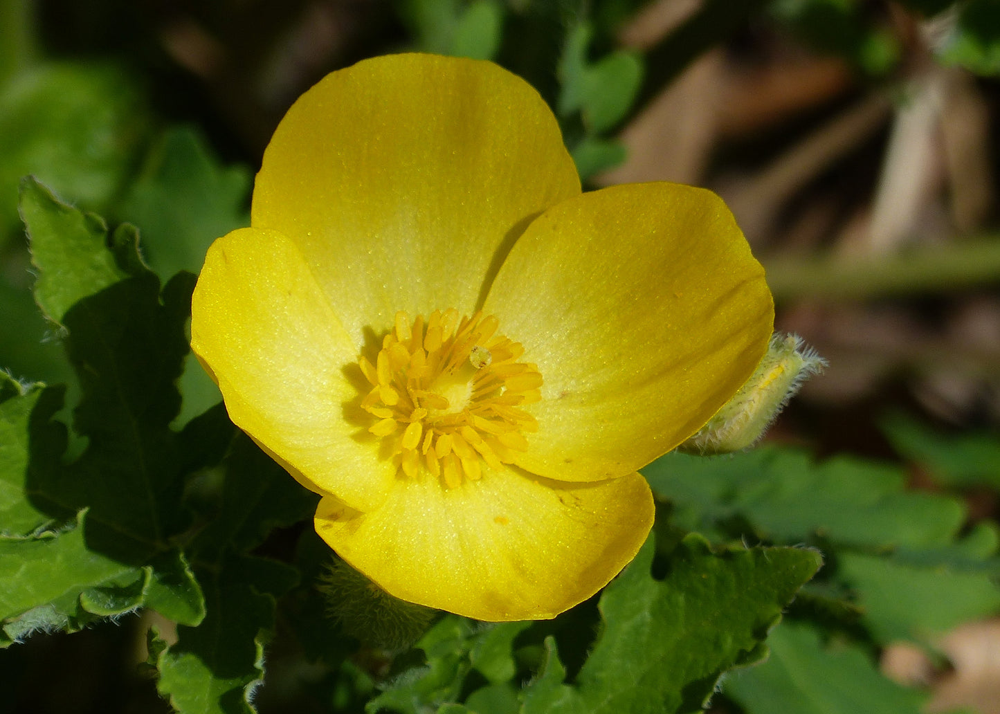 Celadine (Wood) Poppy
