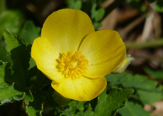 Celadine (Wood) Poppy