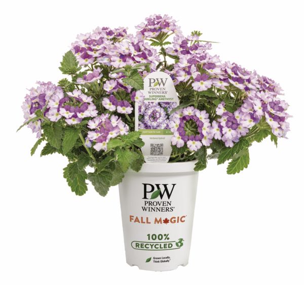 Amethyst Superbena Verbena