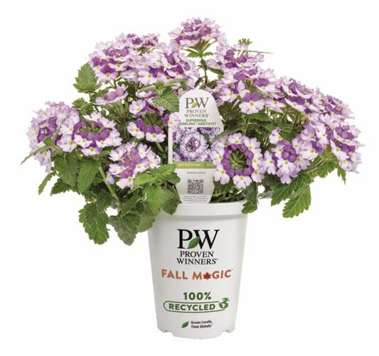 Amethyst Superbena Verbena