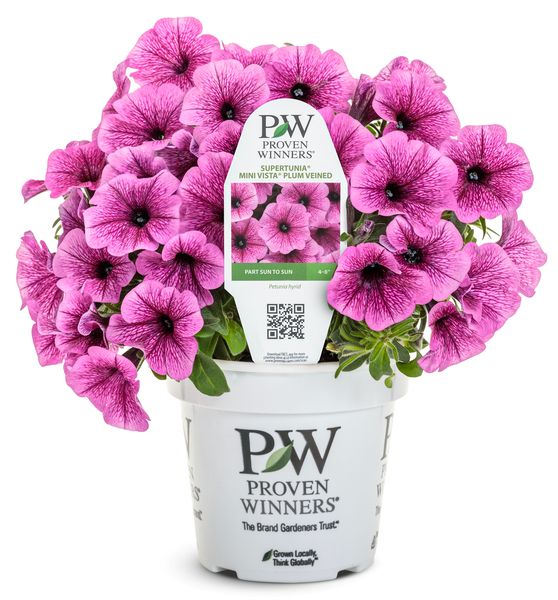 Mini Vista Hot Plum Veined Supertunia
