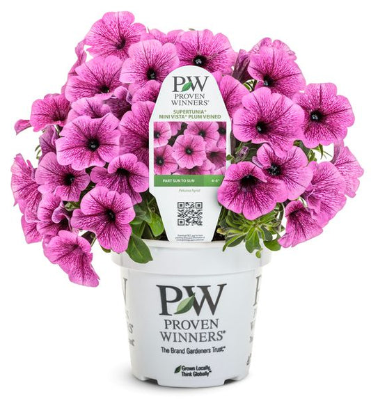 Mini Vista Hot Plum Veined Supertunia
