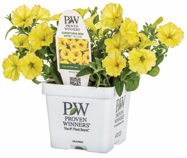Mini Vista Yellow Supertunia