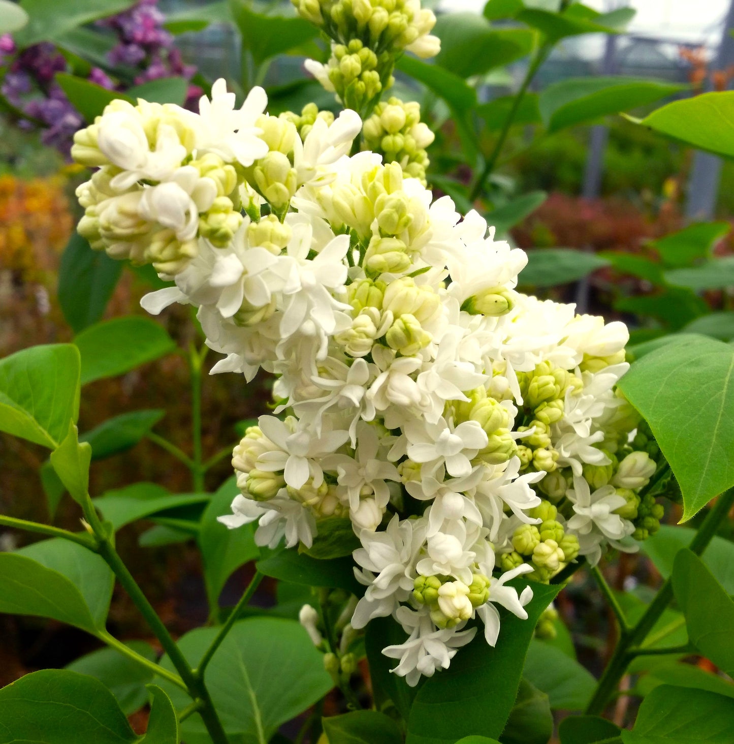 Syringa Madame Lemoine