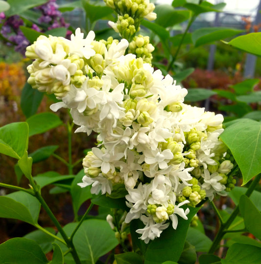 Madame Lemoine Lilac
