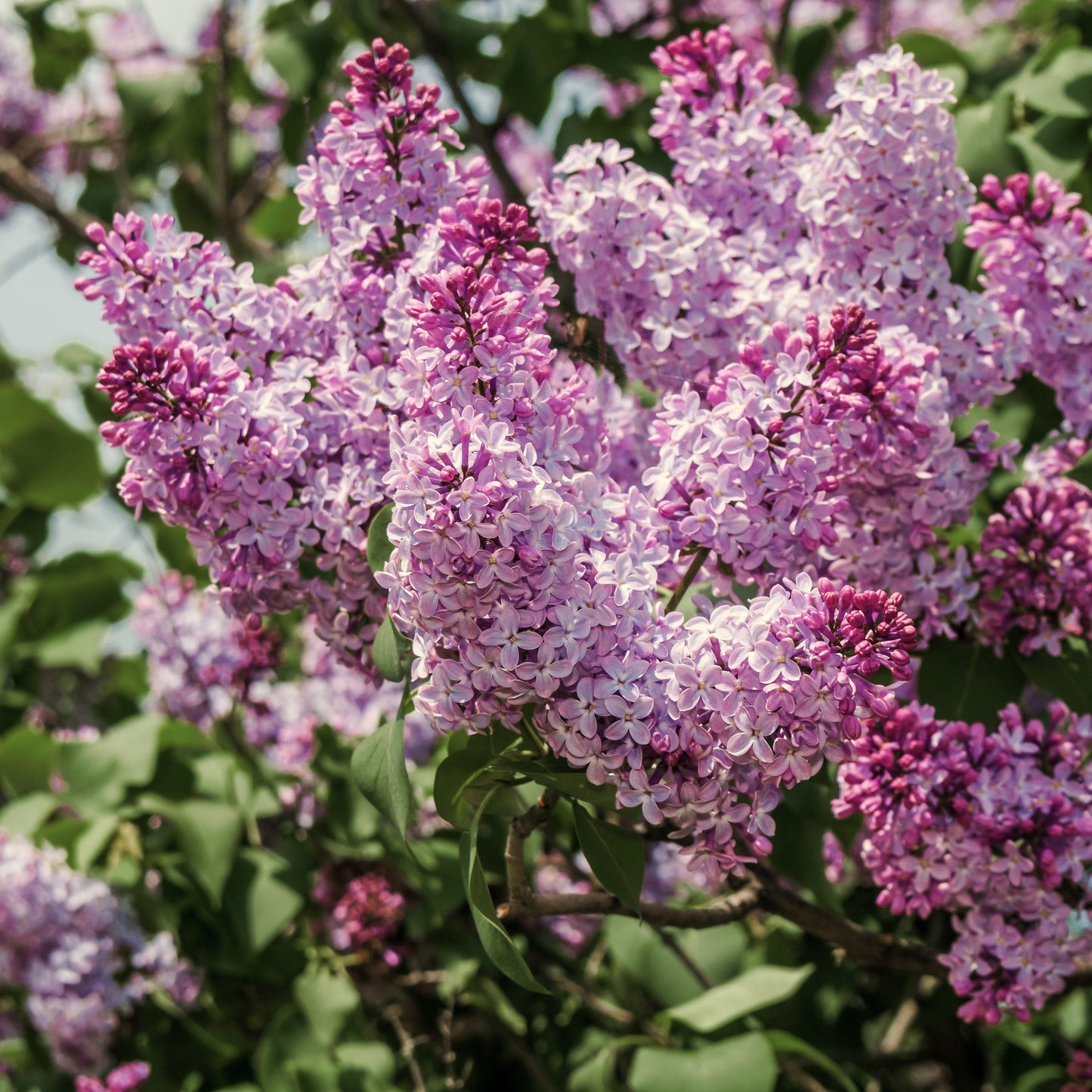 Syringa New Age Lavender